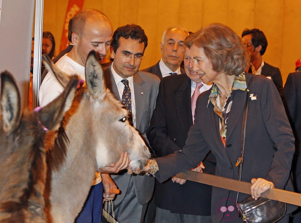 La Reina Sofía acariciando a un burro en la Exposición Internacional Canina de Primavera