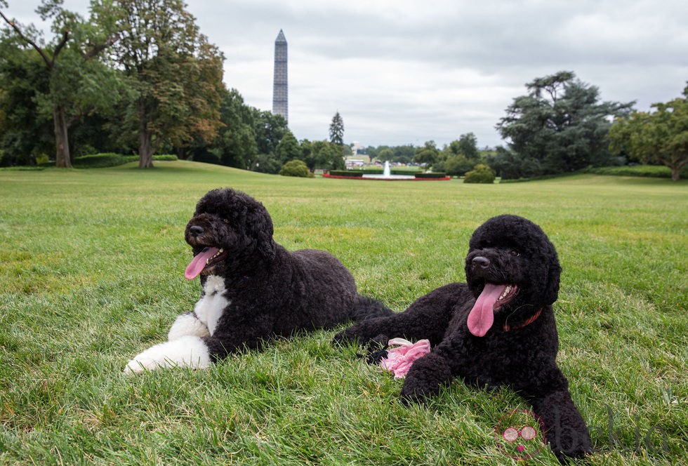 Sunny y Bo, los perros de la familia Obama, en la Casa Blanca