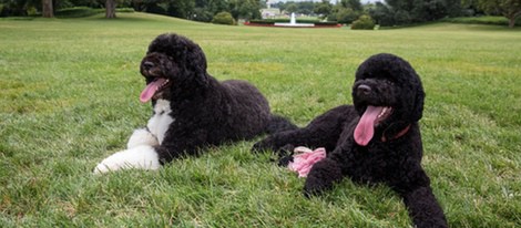 Sunny y Bo, los perros de la familia Obama, en la Casa Blanca