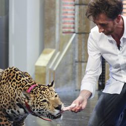 Pablo Motos dando de comer a un leopardo en 'El Hormiguero'