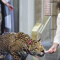 Pablo Motos dando de comer a un leopardo en 'El Hormiguero'