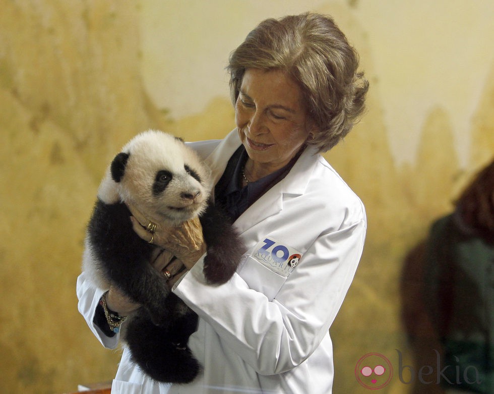 La Reina Sofía con una cría de oso panda en el Zoo de Madrid