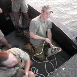 El Príncipe Harry captura un cocodrilo de tres metros en Australia