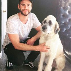 Liam Hemsworth adopta a un cachorro de seis meses