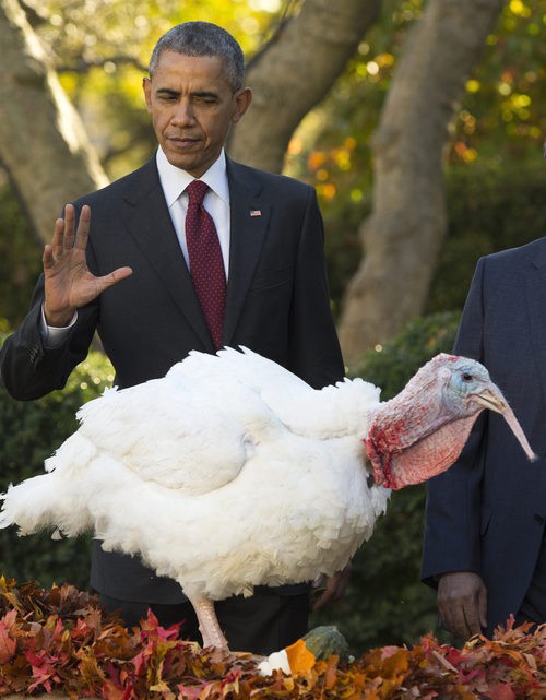 Barack Obama indultando a un pavo antes del día de Acción de Gracias