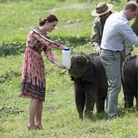 Los Duques de Cambridge dan el biberón a unos elefantes en La India