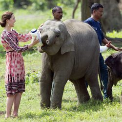 Kate Middleton da el biberón a un cachorro de elefante en La India